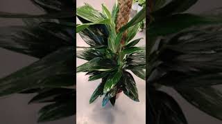 Philodendron Cobra in Gover Garden Centre | Warsan3 | Dubai