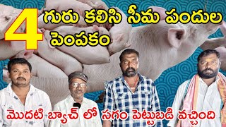 సీమ పందుల పెంపకం|బ్రీడింగ్ కి నాలుగు యూనిట్లు అమ్మాము|Pig Breed Farming|DNR#