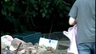Trap-Neuter-Return: Fixing Feral Cat Overpopulation (Part2)