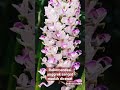 Rekomendasi anggrek mudah dirawat | beautiful orchid | beautiful garden