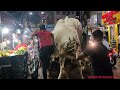 unloading of dangerous cow of 2024 😲 from phoolbagan viral kolkata cow 2024