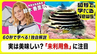 日本近海の魚は約4000種！実は美味しい？「未利用魚」【60秒で学べるNews】（2023年1月18日）