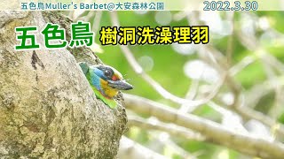 20220330 五色鳥樹洞洗澡理羽／Bathing【大安森林公園五色鳥Muller's Barbet】