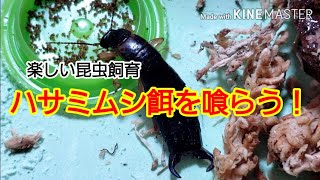 昆虫飼育 ハサミムシの餌やり（昆虫って学習するの？）