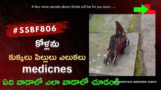 How to treat chickens bite by dogs. | కోళ్లను కుక్కలు ఎలుకలు పిల్లులు పీకితే ఎలా treatment చేయాలి.