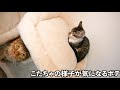 仲良くなるつもりが子猫にキレてしまう激おこ先住猫…【保護猫】