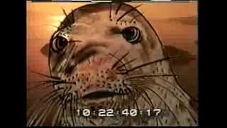 LOST ANIMALS   CARRIBEAN MONK SEAL