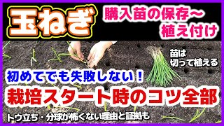 【玉ねぎ栽培完全ガイド】トウ立ち・分球が怖くない理由！苗を切って植え付けると利点がいっぱい／マルチ無しでも大丈夫／購入苗の定植までの保存方法／土作り・大事な土壌酸度調整・植え方・水やり／玉葱・タマネギ