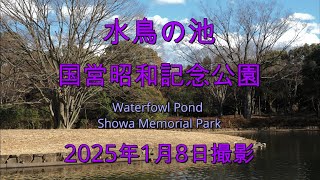 水鳥の池(国営昭和記念公園)2025年1月8日撮影