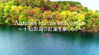 Autumun leaves in Kosaka ～西湖畔から十和田湖の紅葉を楽しもう～