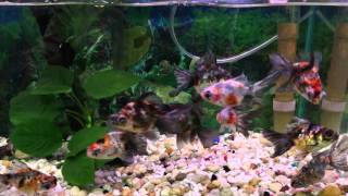 Butterfly Tail Calico Goldfish For Sale