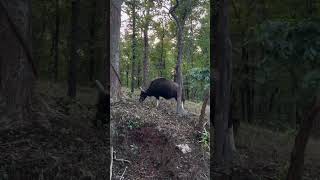 Searching for food Indian Gaur Achanakmar #indianwildlife #shortsbeta #chhattisgarh