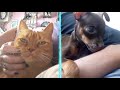 perros vs gatos ¿quién ganará