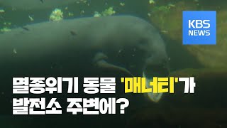 [클릭@지구촌] 발전소 주변으로 몰려든 ‘매너티’, 이유는? / KBS뉴스(News)