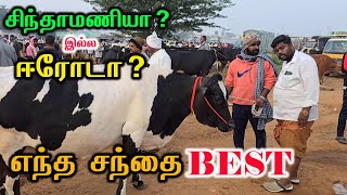 சிந்தாமணியா ஈரோடா எந்த சந்தை பெஸ்ட் #cow #animalfarming #erodemanikandan