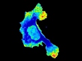 β-actin mRNA Dynamics in a Migrating Cell