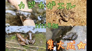 カジカガエルの鳴き声【集大成】Song of Kajika frogs ／宮城県｜鎌倉温泉