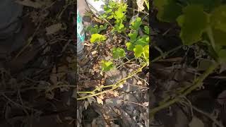 Luscious Cucumber ( Kani Vellari ) in its plant