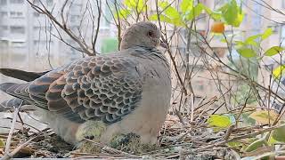 金背鳩7 20230326傍晚，鳥媽與鳥寶，鳥齡5天。