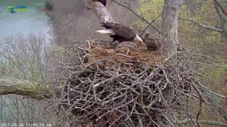 3/28/17.. Dale Hollow eagle Cam~ DH 2 Eats ,DH1 Not Interested