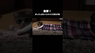 衝撃！おっさんみたいにテレビを見る子猫w #shorts