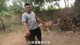 皮皮正式与其它狗子见面，小虎上来就想拿捏，黑豹现场收小弟