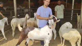 Kismat Goat Farm ke Sojat aur Gujri Bakre ★ 8488866276