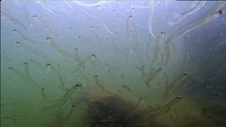 Intro to Whitebait in the Whanganui River