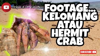 Footage Hermit Crab atau Kelomang