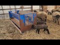 preparing for the second wave of lambs winter lambing at ewetopia farms