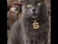 Our Korat cat, Horton Gerard goes gangsta