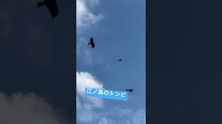 【江ノ島】トンビの大群　(Large flock of black kites) #江ノ島 #鎌倉