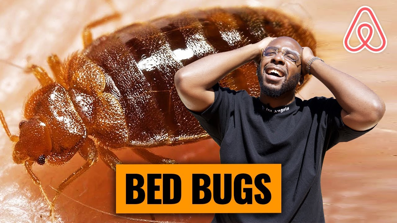 How To Deal With Bed Bugs At Your Airbnb | FREE GEM FRIDAYS - YouTube