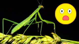 Convergent Evolution at its Best!