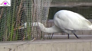 Making the best use of the long neck: Great Egret can access netting area for food