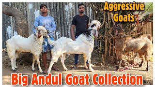 Big Andul Goat's Collection In Kausa | Aggressive Bade Andu Bakre |@Rizwankranti