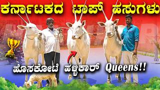 ಹೊಸಕೋಟೆ ಹಳ್ಳಿಕಾರ್ ಚಾಂಪಿಯನ್  ಹಸುಗಳು | ವೆಂಕಟಸ್ವಾಮಿರವರ  ಹಳ್ಳಿಕಾರ್ ಹಸುಗಳು | @Karunada_raitha