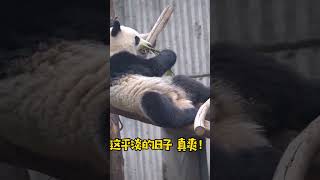 #四川美好推荐官#爱宠治愈季#大熊猫 ：下辈子，你想做大熊猫吗？#熊猫滚滚