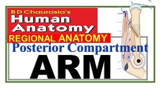 Chp8 | Posterior Compartment of ARM | Upper Limb | BD Chaurasia Regional Anatomy | Dr Asif Lectures