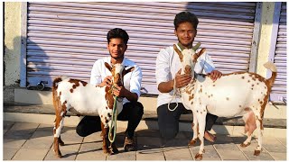 Quality Barbari goats at Ammar goat farm Aurangabad Maharashtra