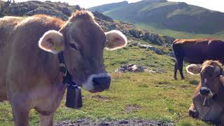 Cowbells in Swiss Mountains Alps Kuhglocken in den Alpen