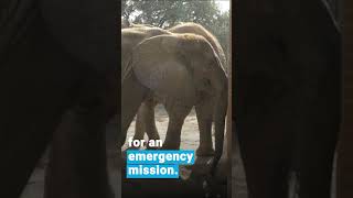 #SOS: Emergency help for elephant Noor Jehan! 🐘🆘 #KarachiElephants #animalrescue #karachizoo #shorts