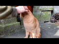 【伏見稲荷】茶トラ猫のチャコは手に頭をこすりつけないと気が済まない　a brown cat headbutting