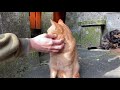 【伏見稲荷】茶トラ猫のチャコは手に頭をこすりつけないと気が済まない　a brown cat headbutting