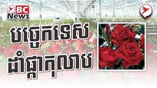 បច្ចេកទេសដាំផ្កាកុលាប | BC News