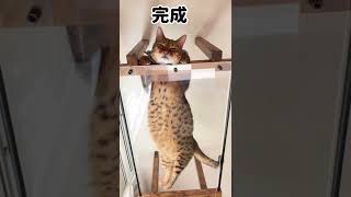 DIYでネコ大喜び😸猫も人も大満足の絶景スポット作ったよ❗️#shorts #cat #cats