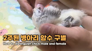 2주된 병아리 암수 구별, How to distinguish chick male and female