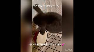 うさぎ　餌入れに身体が入ってますよー（笑）