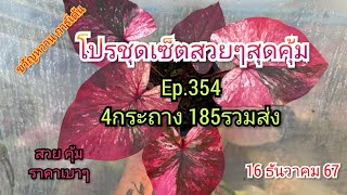 🍀🌻โปรชุดเซ็ตสวยๆสุดคุ้มEp.354🍀🌻 16 ธันวาคม 67☎️094-5323653 #บอนสี  #บอนสีขวัญหวานการ์เด้น