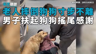 老人摔倒路邊狗狗守護寸步不離，男子將老人扶起，狗狗主動搖尾巴示好感謝！